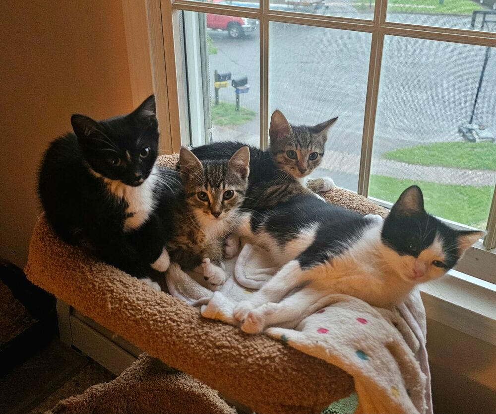 Enlarge Annie (BONDED PAIR), a Adoptable Domestic Short Hair in Bolton, CT image 2/6