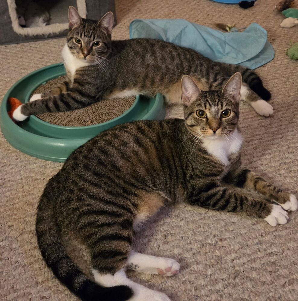 Enlarge Annie (BONDED PAIR), a Adoptable Domestic Short Hair in Bolton, CT image 3/6