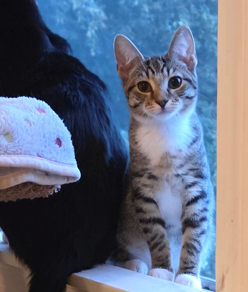 Enlarge Annie (BONDED PAIR), a Adoptable Domestic Short Hair in Bolton, CT image 4/6