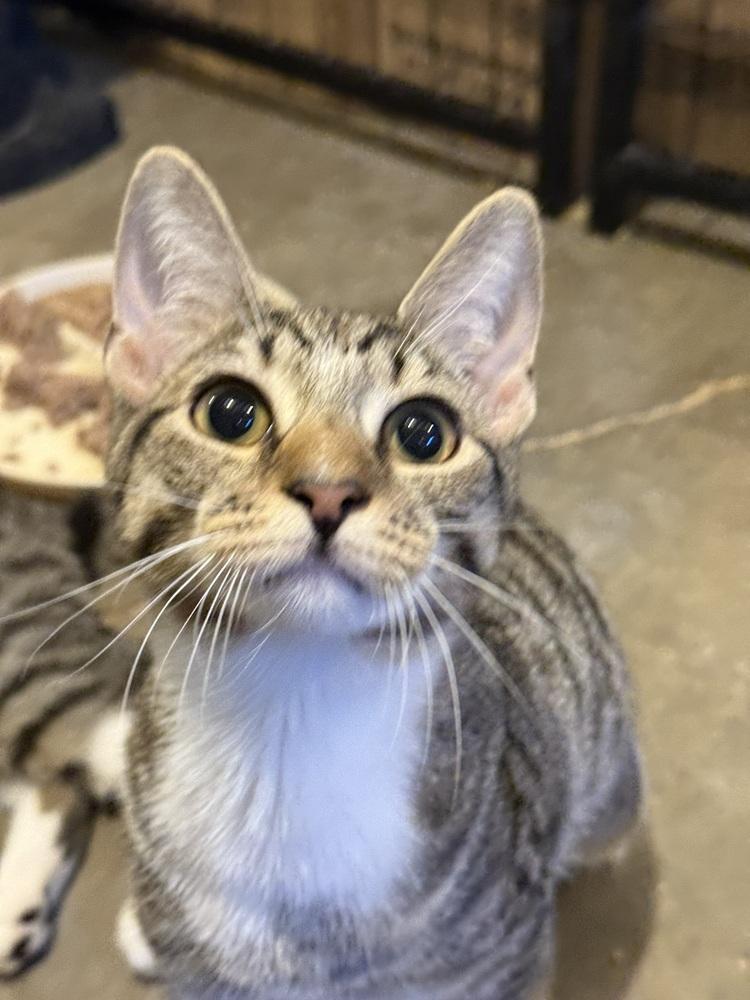 Enlarge Annie (BONDED PAIR), a Adoptable Domestic Short Hair in Bolton, CT image 5/6