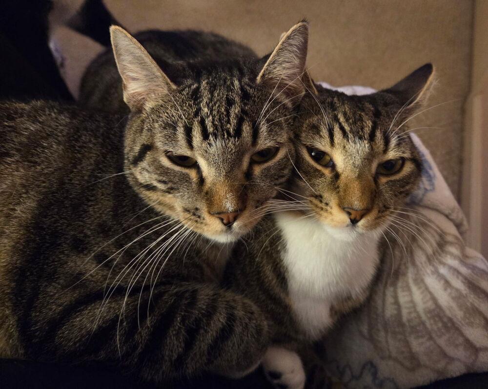 Enlarge Annie (BONDED PAIR), a Adoptable Domestic Short Hair in Bolton, CT image 6/6