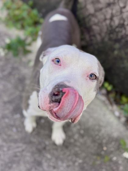Petie, Adoptable, Adult Male Pit Bull Terrier & Mixed Breed.