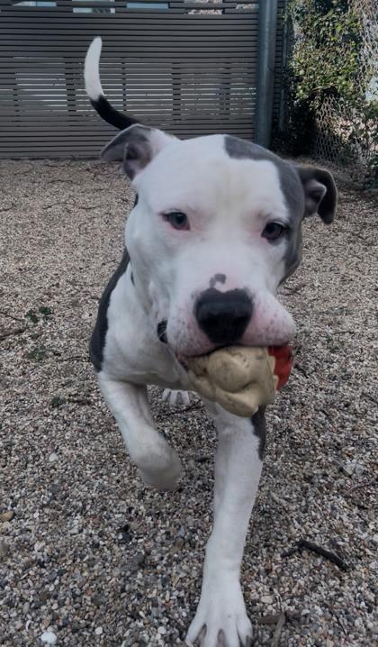 Petie, a Adoptable mixed breed in New Orleans, LA image 3/3