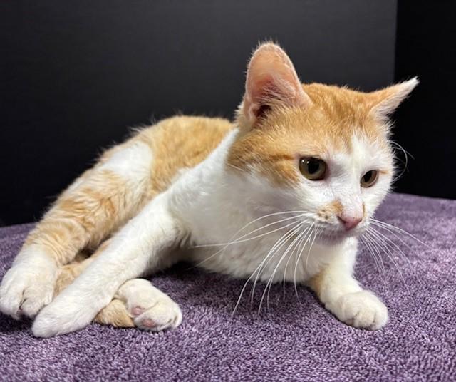 King, a Adoptable Domestic Short Hair in Hawk Point, MO image 1/5