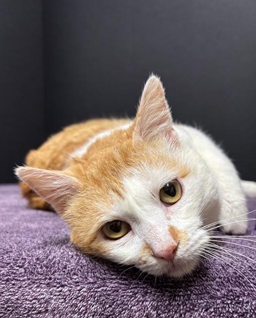 King, a Adoptable Domestic Short Hair in Hawk Point, MO image 2/5