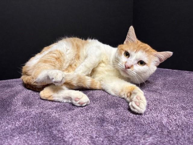 King, a Adoptable Domestic Short Hair in Hawk Point, MO image 3/5