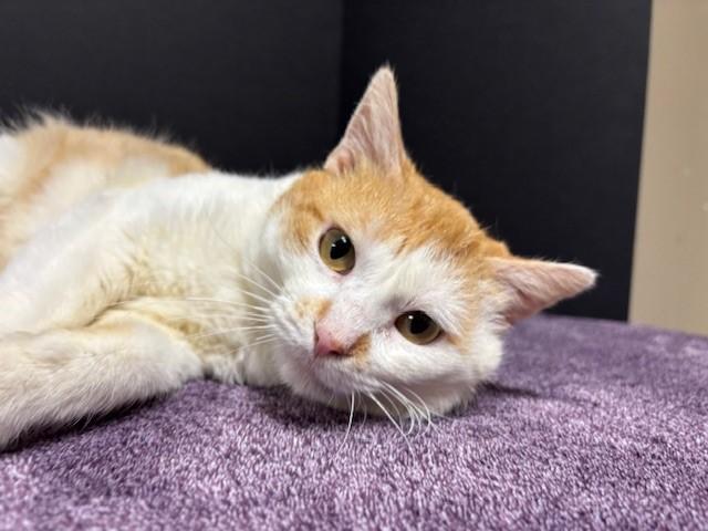 King, a Adoptable Domestic Short Hair in Hawk Point, MO image 4/5