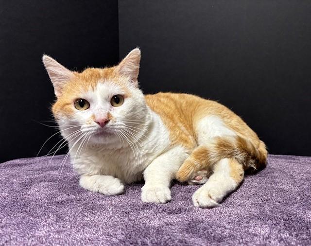 King, a Adoptable Domestic Short Hair in Hawk Point, MO image 5/5