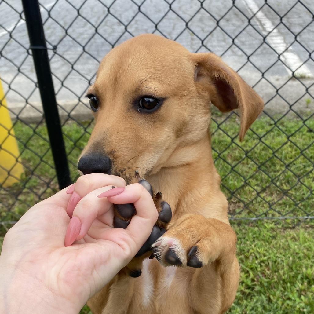 Enlarge Banana, a Adoptable Mixed Breed in Fletcher, NC image 1/5