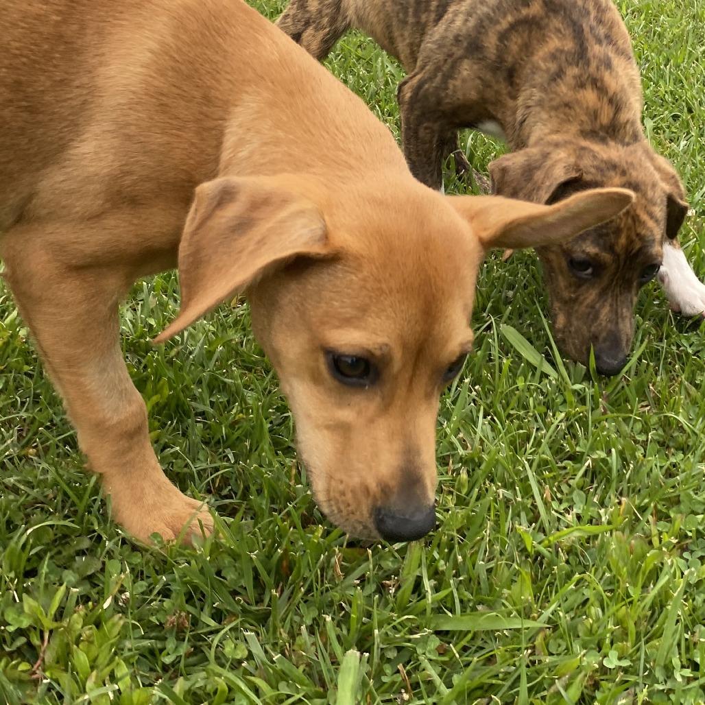 Enlarge Banana, a Adoptable Mixed Breed in Fletcher, NC image 2/5