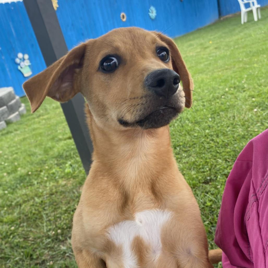 Enlarge Banana, a Adoptable Mixed Breed in Fletcher, NC image 3/5