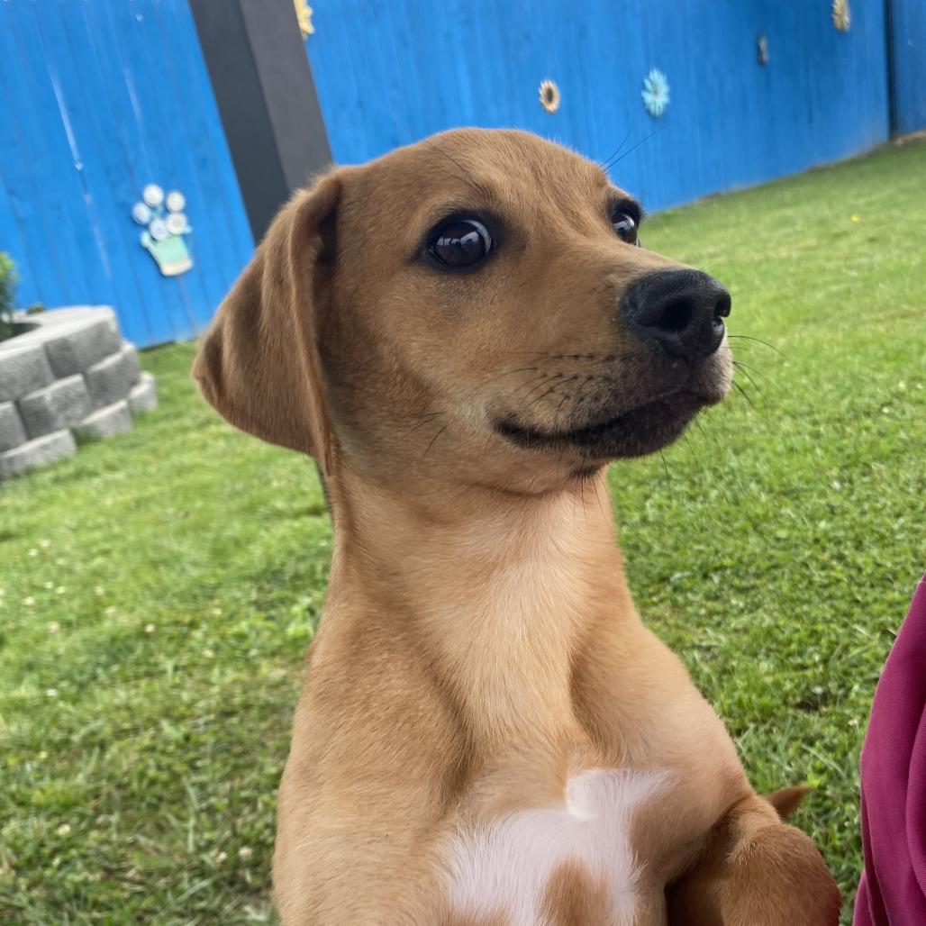 Enlarge Banana, a Adoptable Mixed Breed in Fletcher, NC image 4/5