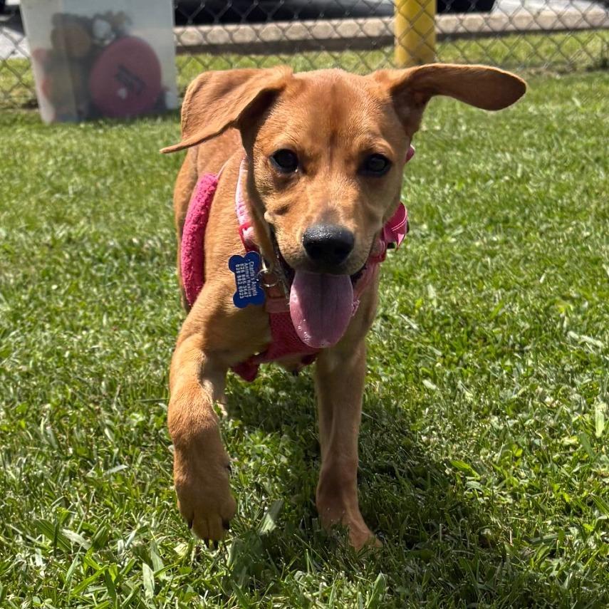 Enlarge Banana, a Adoptable Mixed Breed in Fletcher, NC image 2/6