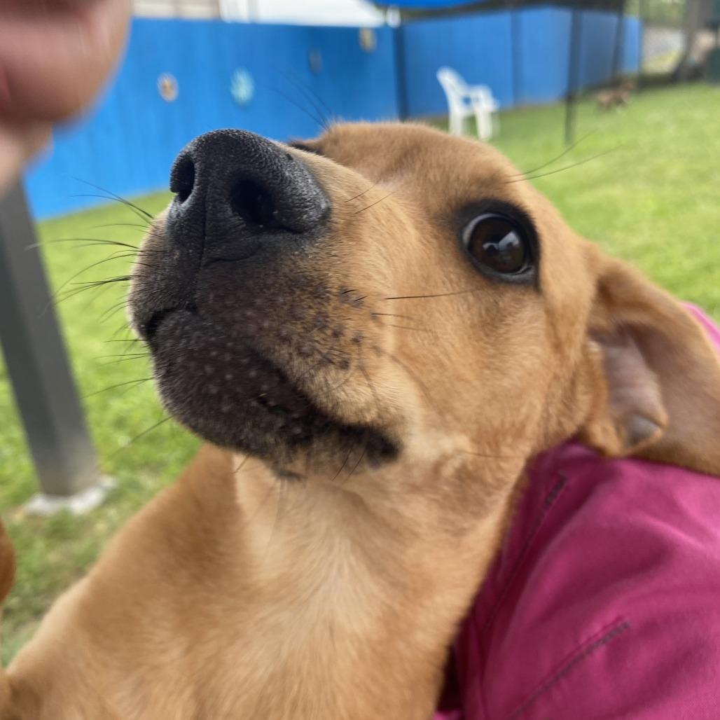 Enlarge Banana, a Adoptable Mixed Breed in Fletcher, NC image 5/5