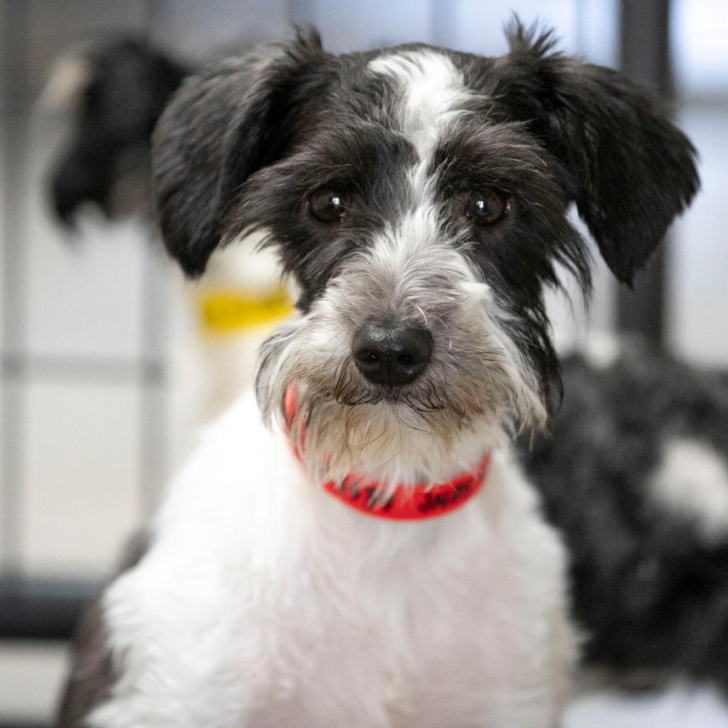 Mama Ritz (JN25-475), a Adoptable Schnauzer in Peyton, CO image 1/6