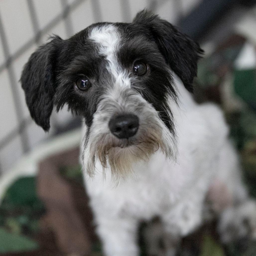 Mama Ritz (JN25-475), a Adoptable Schnauzer in Peyton, CO image 2/6