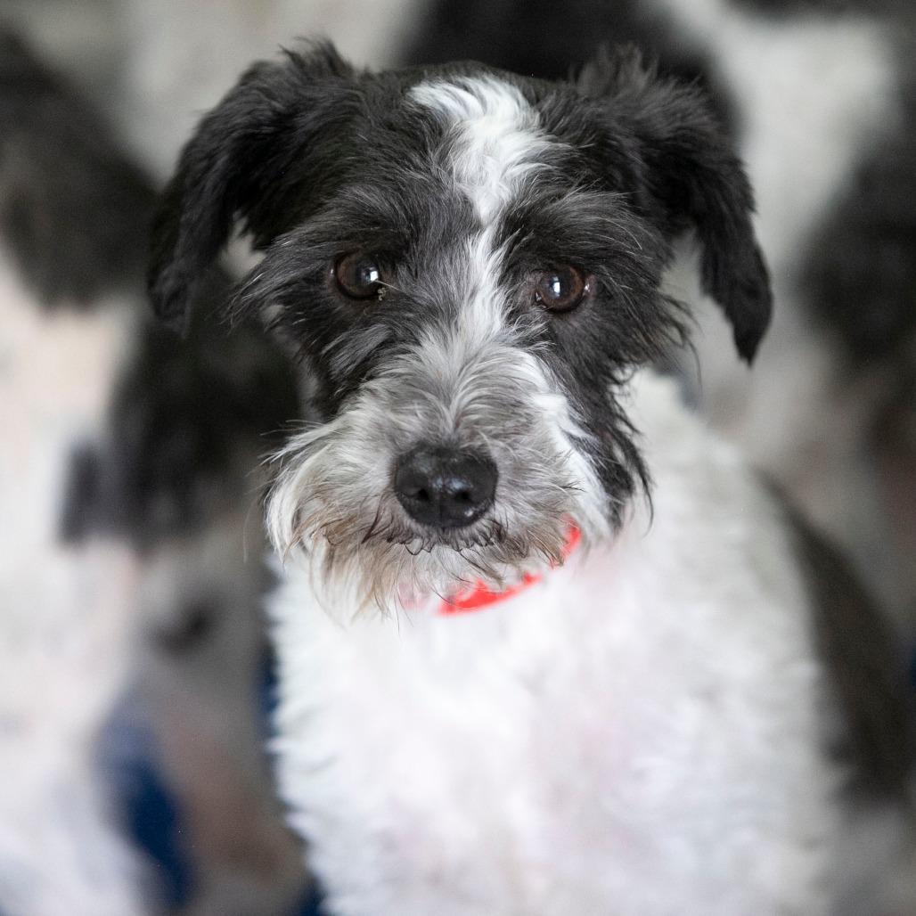 Mama Ritz (JN25-475), a Adoptable Schnauzer in Peyton, CO image 3/6