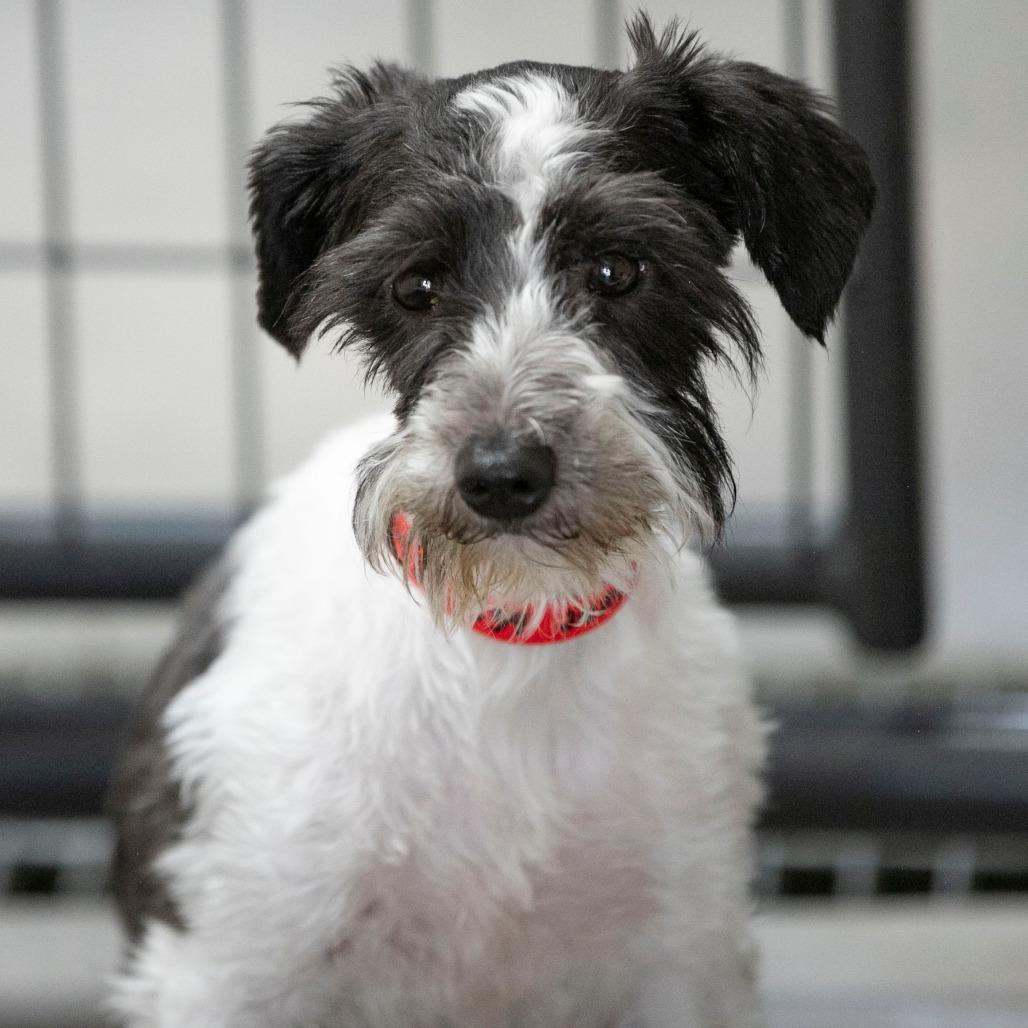 Mama Ritz (JN25-475), a Adoptable Schnauzer in Peyton, CO image 4/6