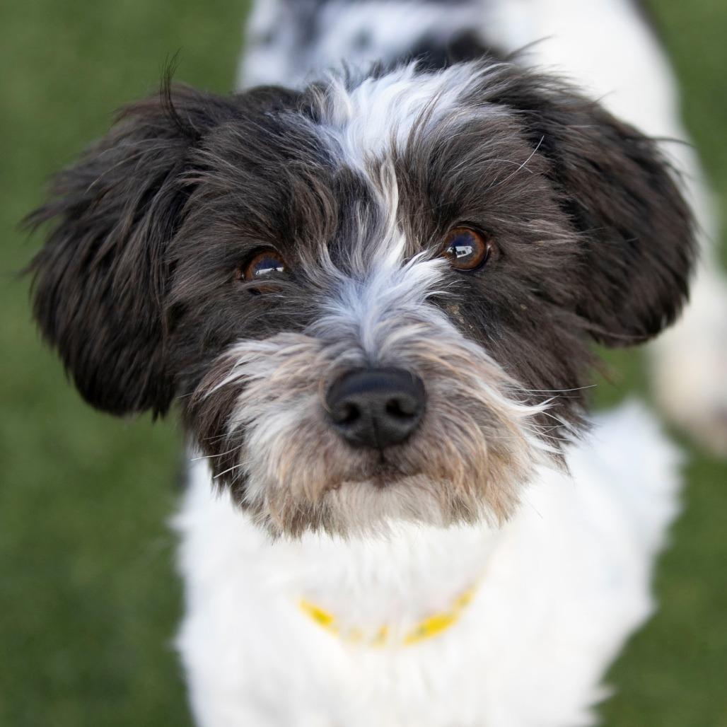 Mama Ritz (JN25-475), a Adoptable Schnauzer in Peyton, CO image 5/6