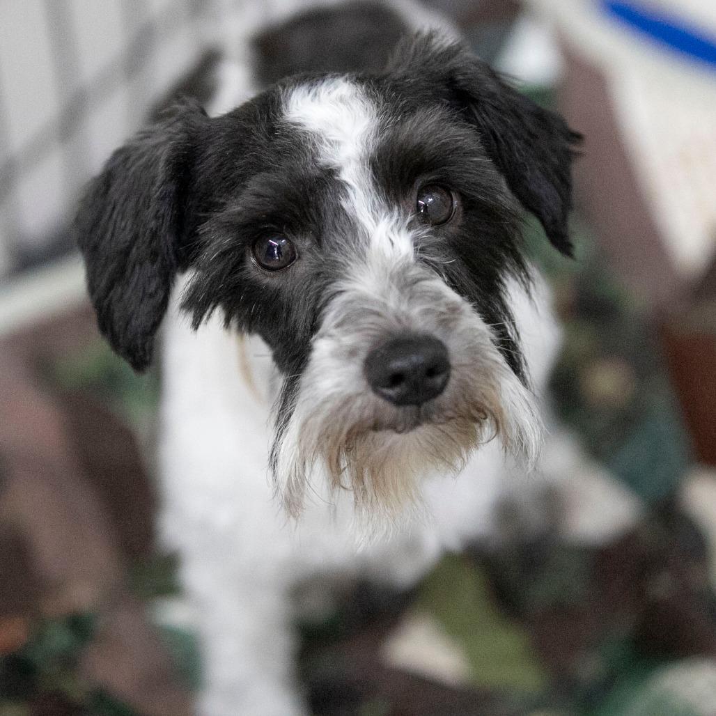 Mama Ritz (JN25-475), a Adoptable Schnauzer in Peyton, CO image 6/6