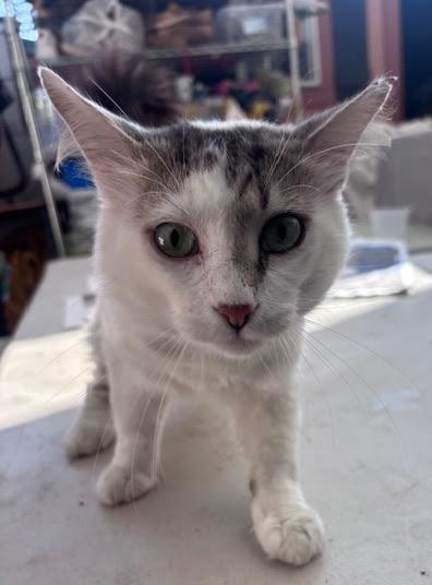 Raccoon, Adult Male Domestic Medium Hair