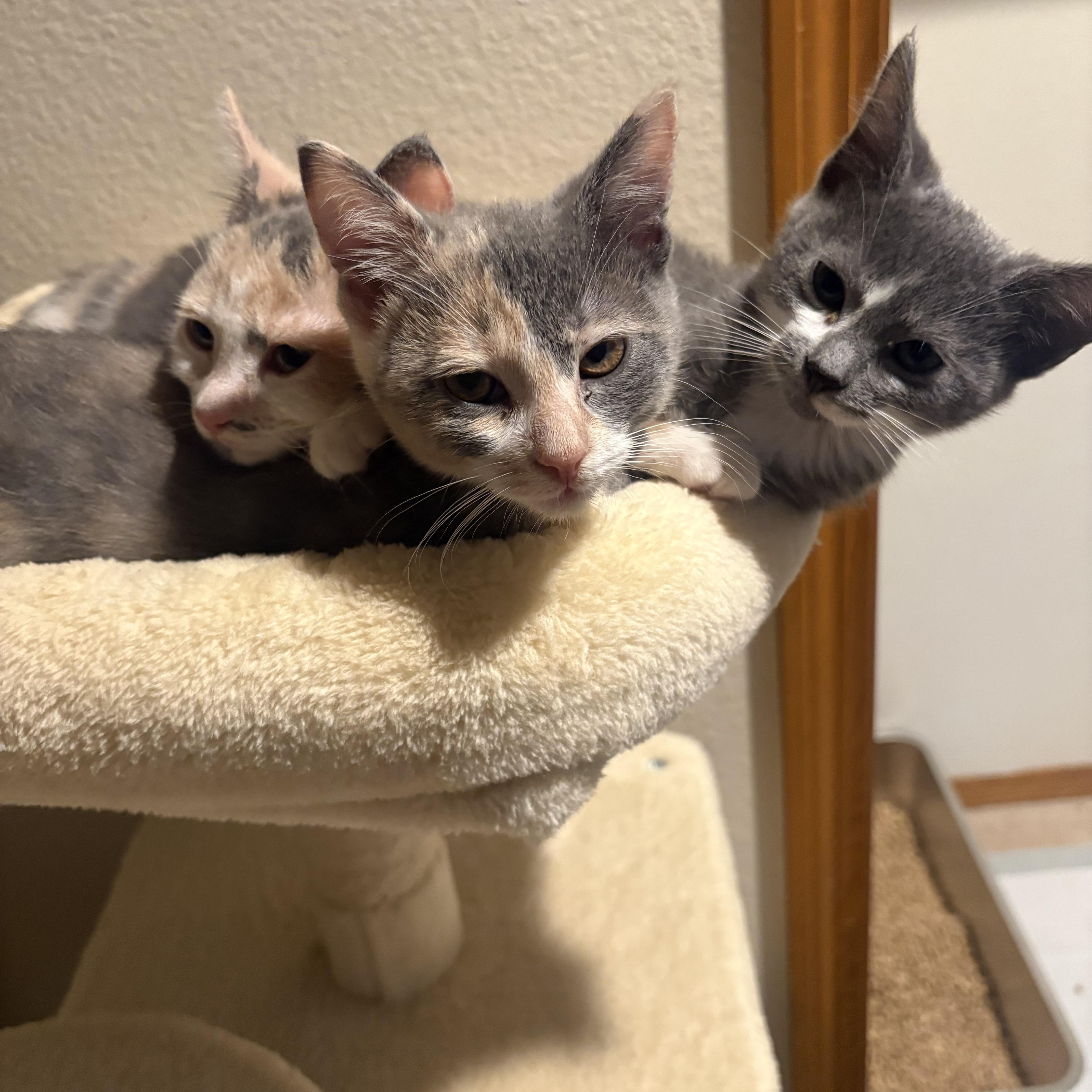 Enlarge Violet, a Adopted mixed breed in Woodinville, WA image 4/5