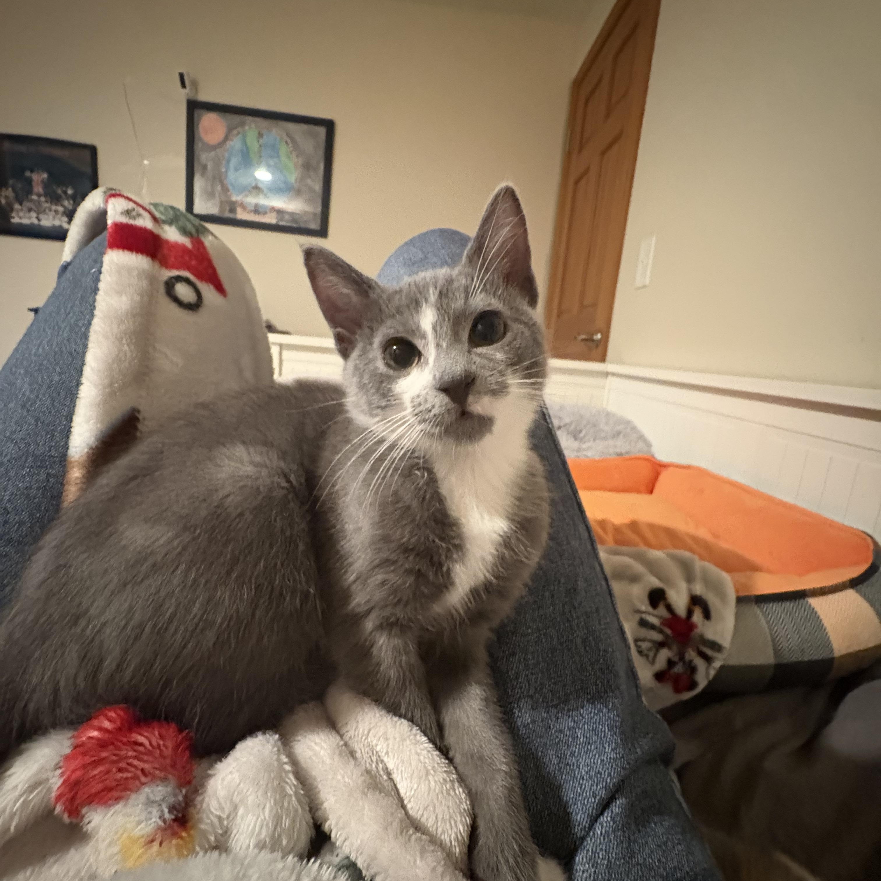 Enlarge Violet, a Adopted mixed breed in Woodinville, WA image 2/5