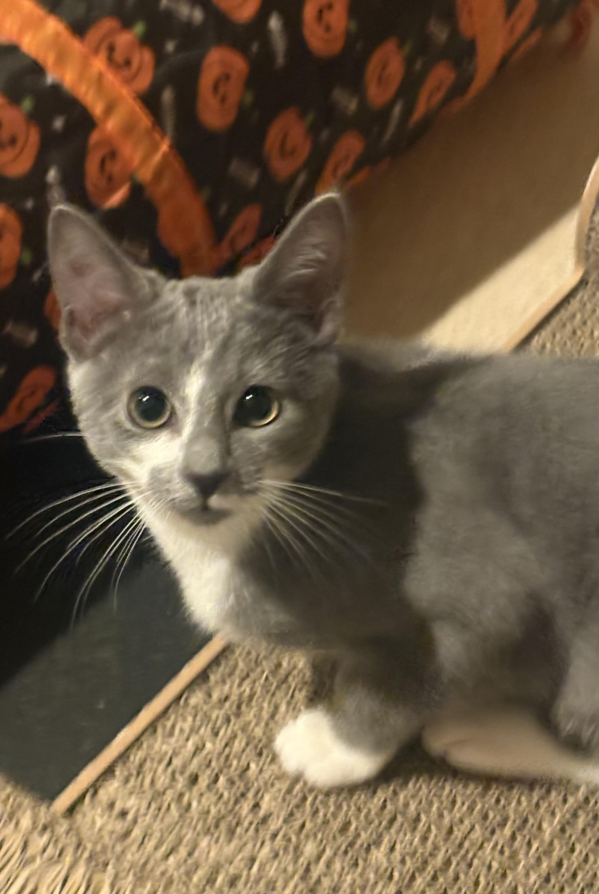 Enlarge Violet, a Adopted mixed breed in Woodinville, WA image 1/5
