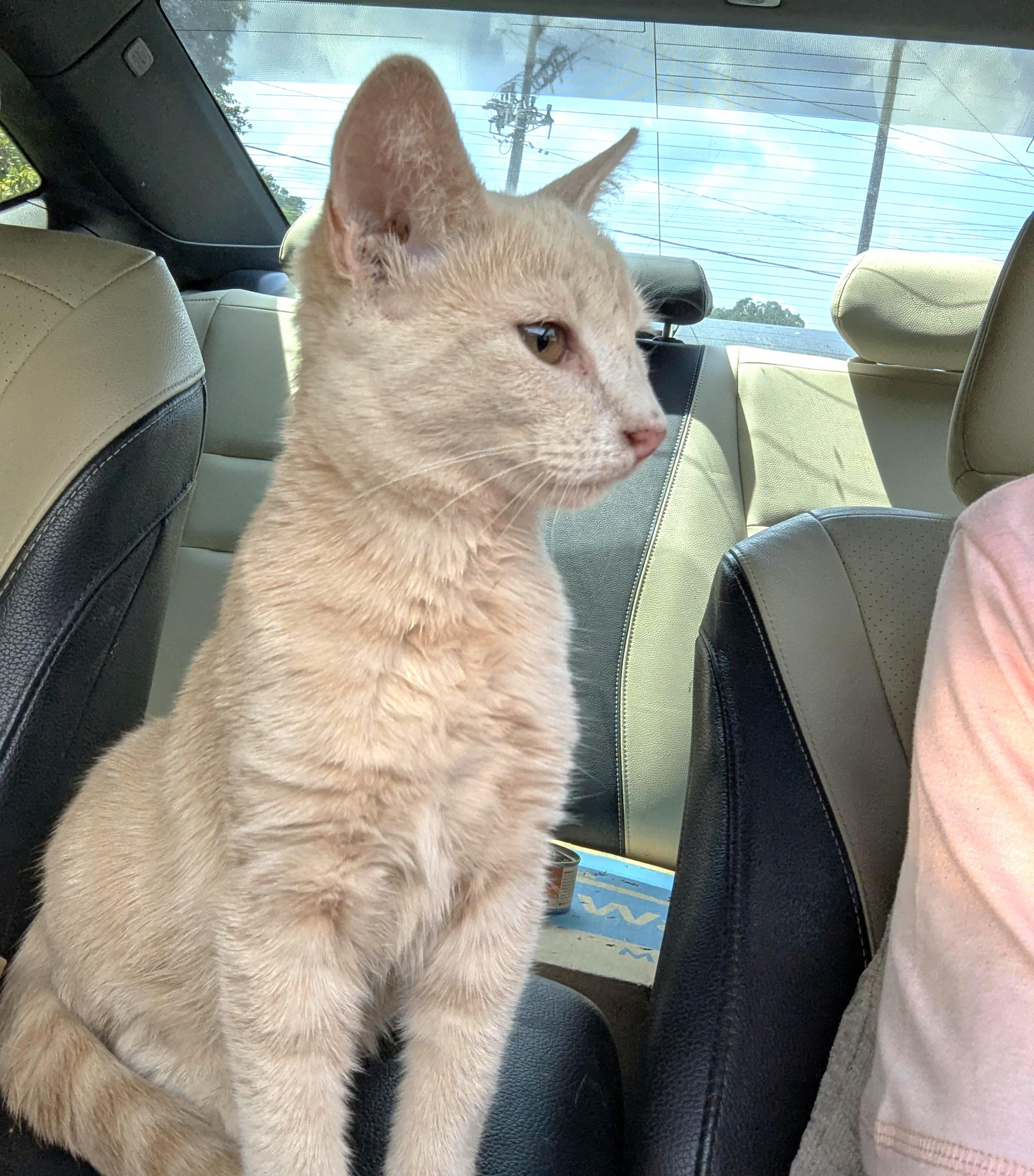 Willow, Adoptable, Young Female Domestic Short Hair & Tiger.