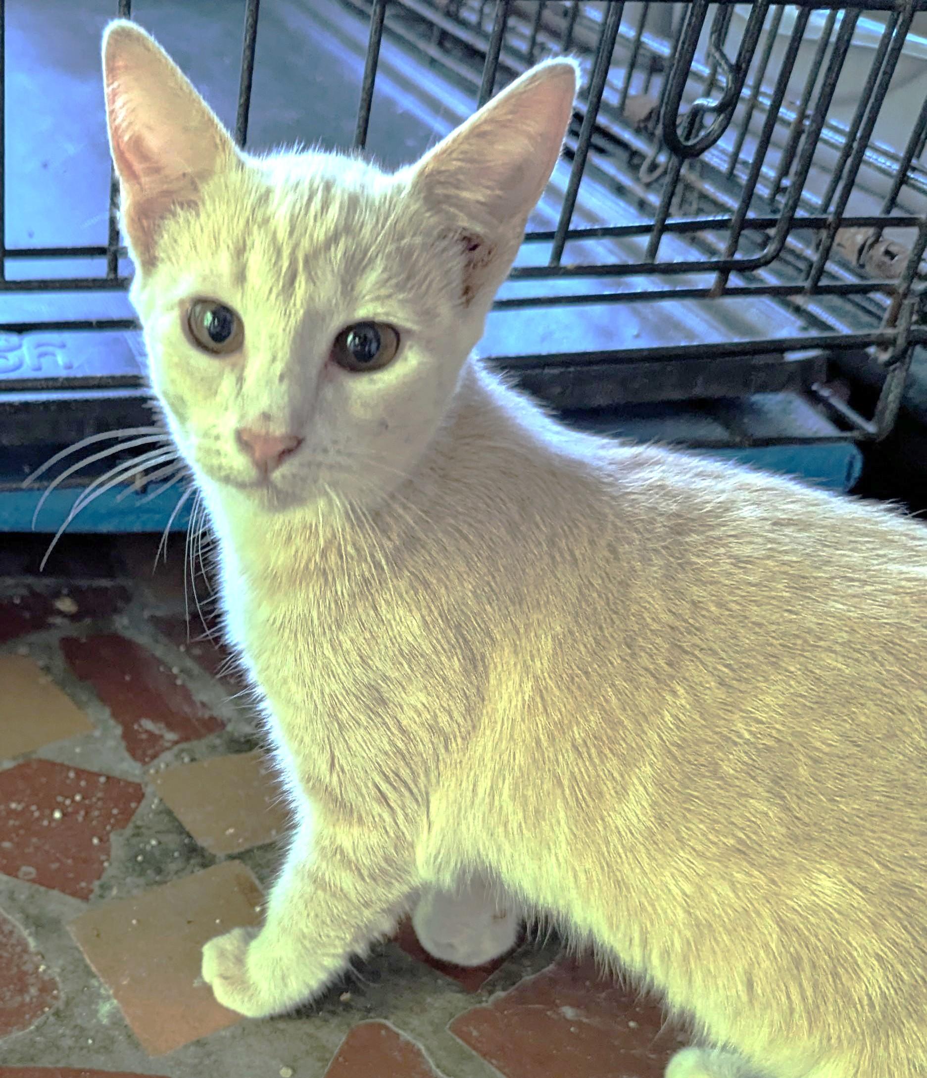 Willow, a Adoptable mixed breed in Jamaica Plain, MA image 2/2