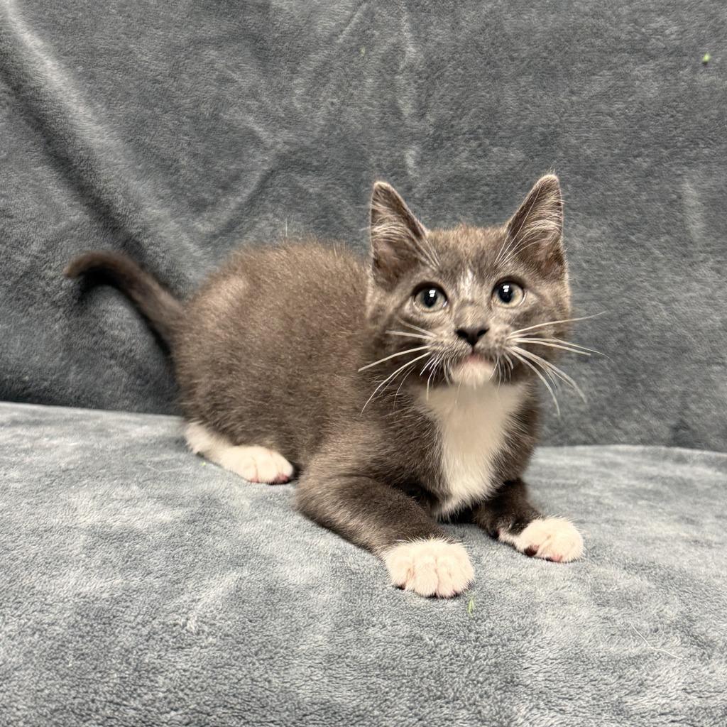 Lee, Adoptable, Kitten Male Domestic Short Hair.