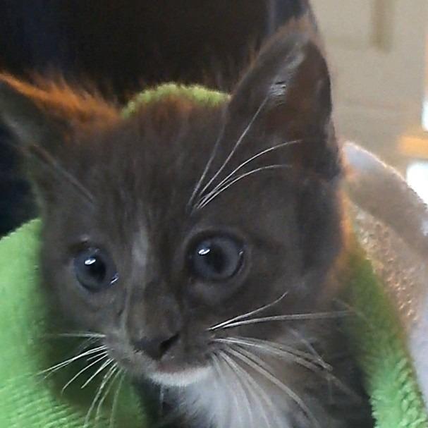 Lee, Adoptable, Kitten Male Domestic Short Hair.
