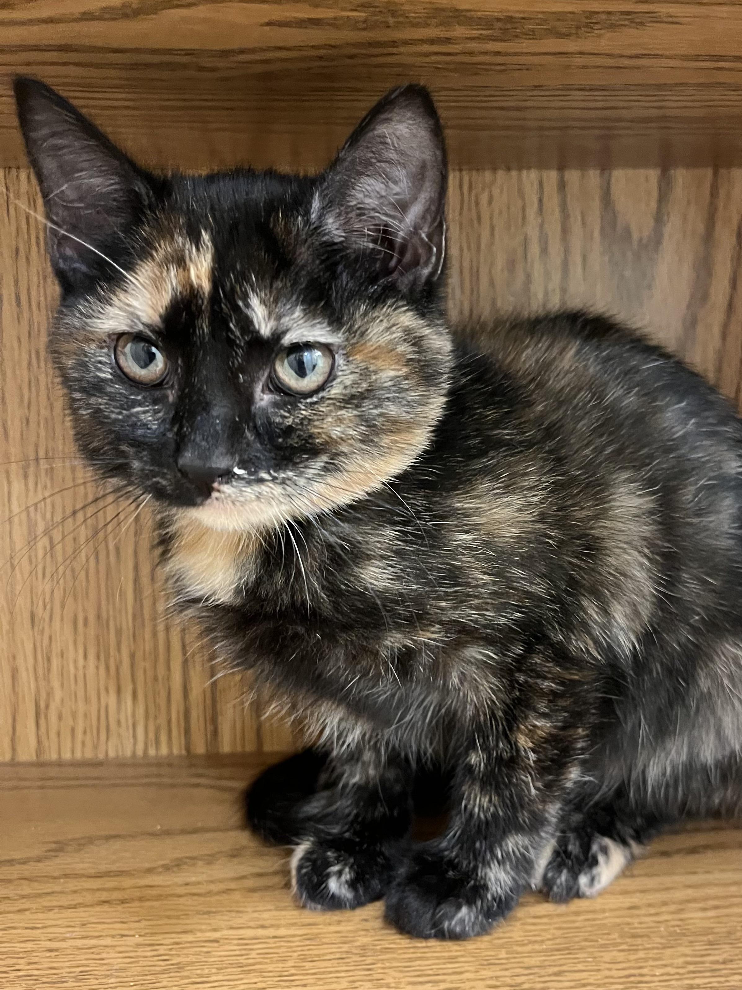 Cayenne, an adopted Domestic Short Hair in Knoxville, TN image 3/3