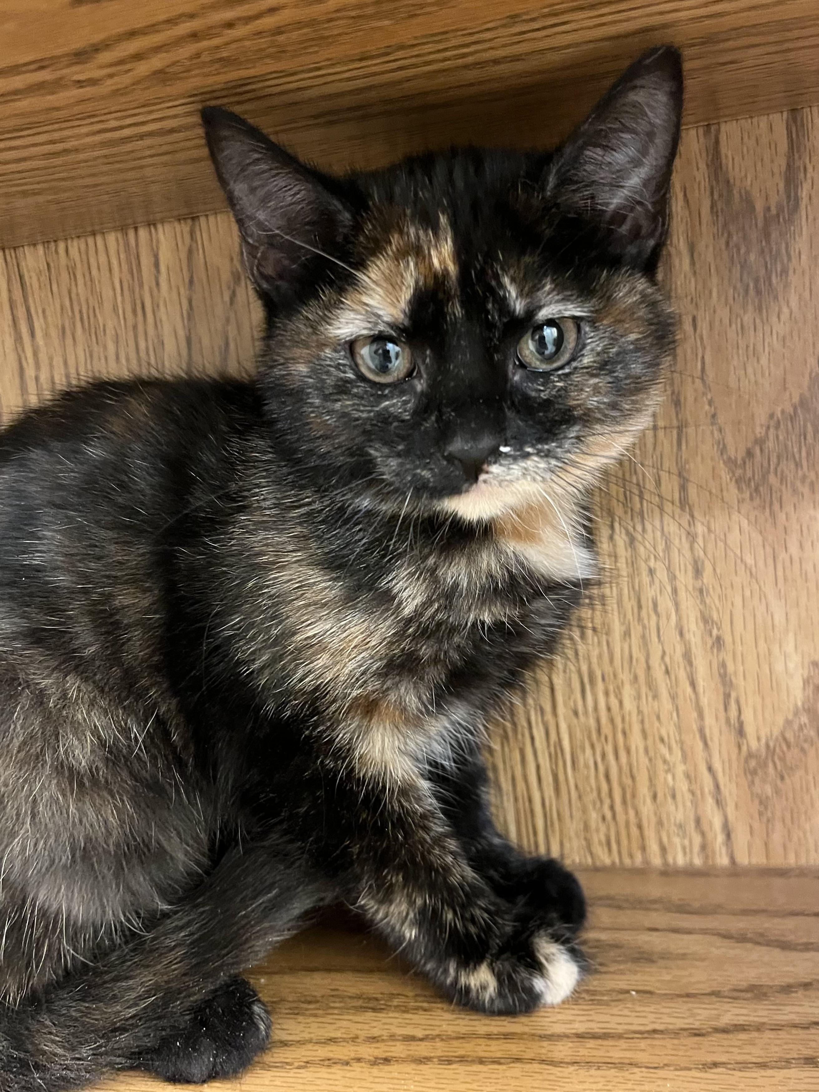 Cayenne, an adopted Domestic Short Hair in Knoxville, TN image 1/3