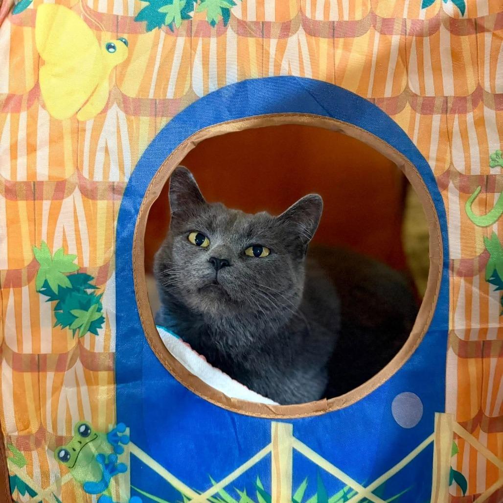 Pearl, Adoptable, Adult Female Domestic Short Hair.