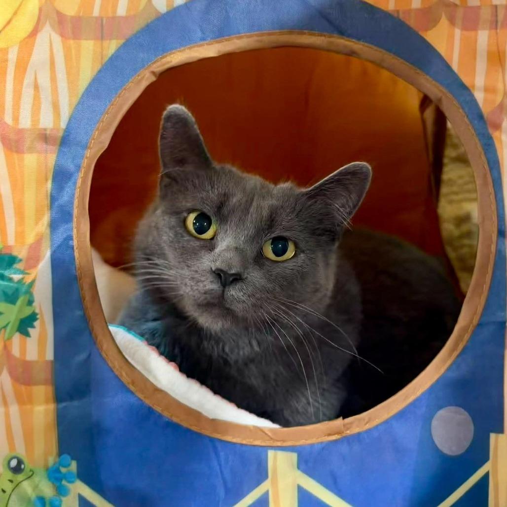 Enlarge Pearl, a Adoptable Domestic Short Hair in Park Falls, WI image 2/3