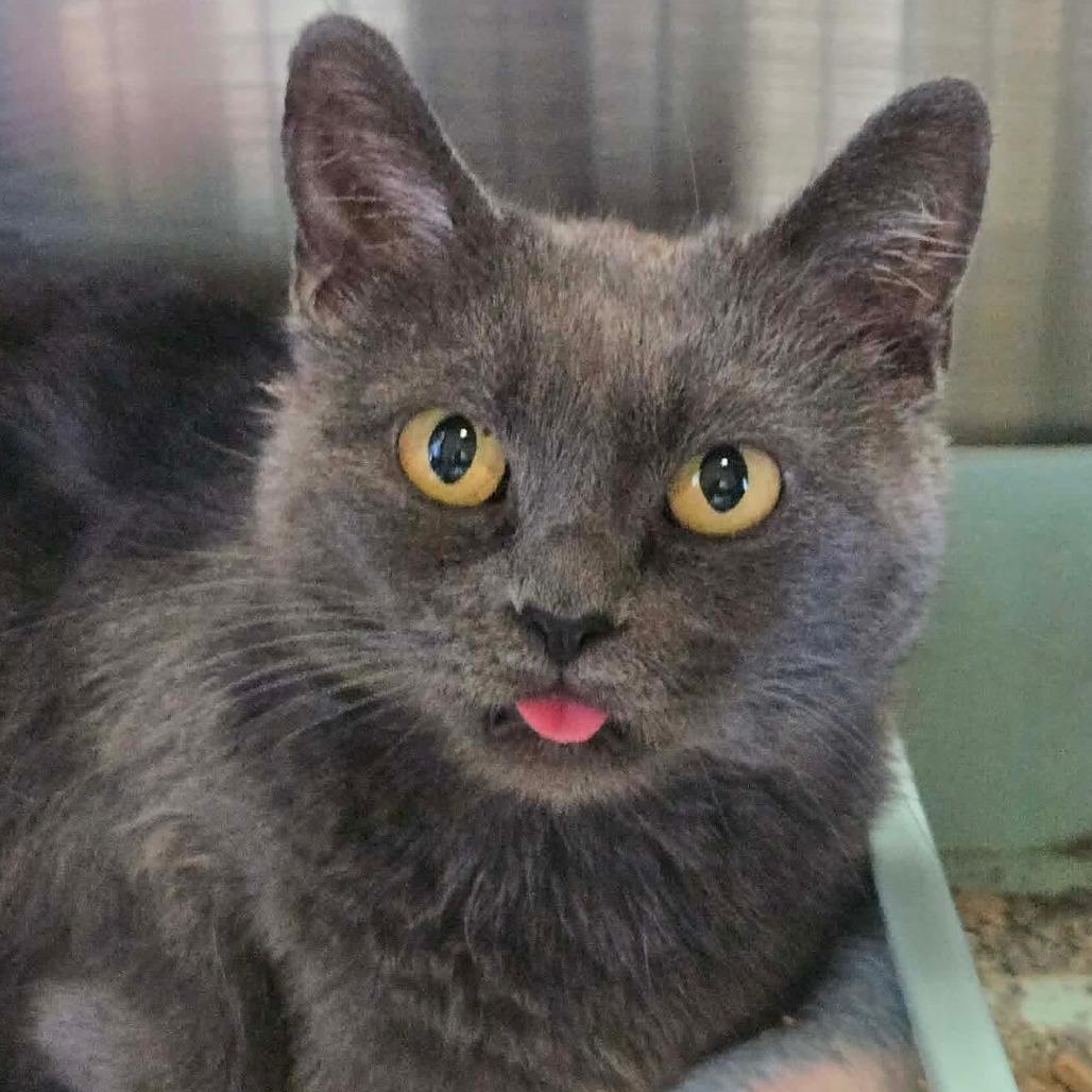 Enlarge Pearl, a Adoptable Domestic Short Hair in Park Falls, WI image 3/3