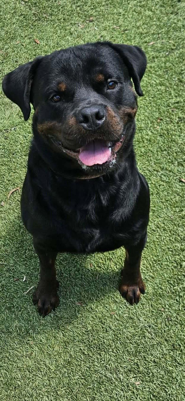 Bane, Adoptable, Young Male Rottweiler.