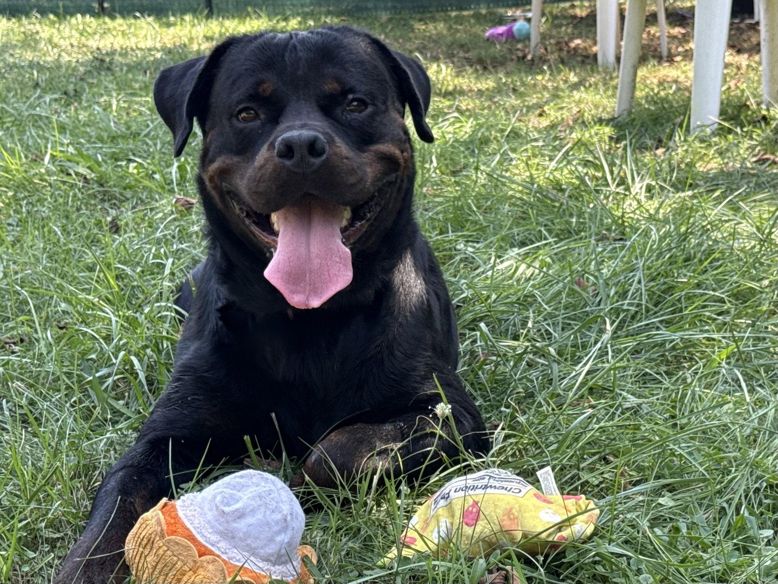 Enlarge Bane, a Adoptable Rottweiler in Mooresville, NC image 2/3