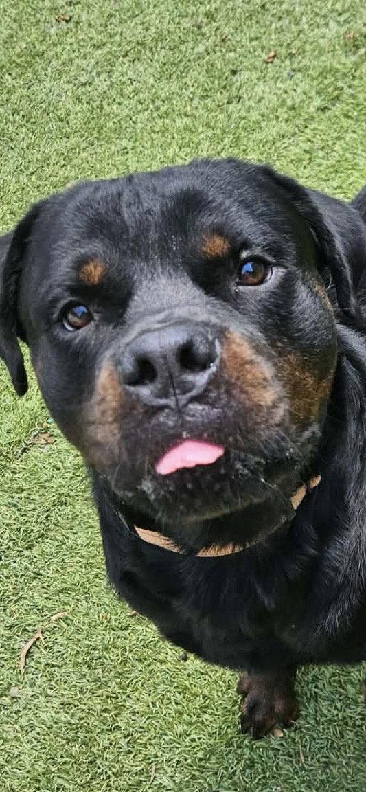 Enlarge Bane, a Adoptable Rottweiler in Mooresville, NC image 3/3