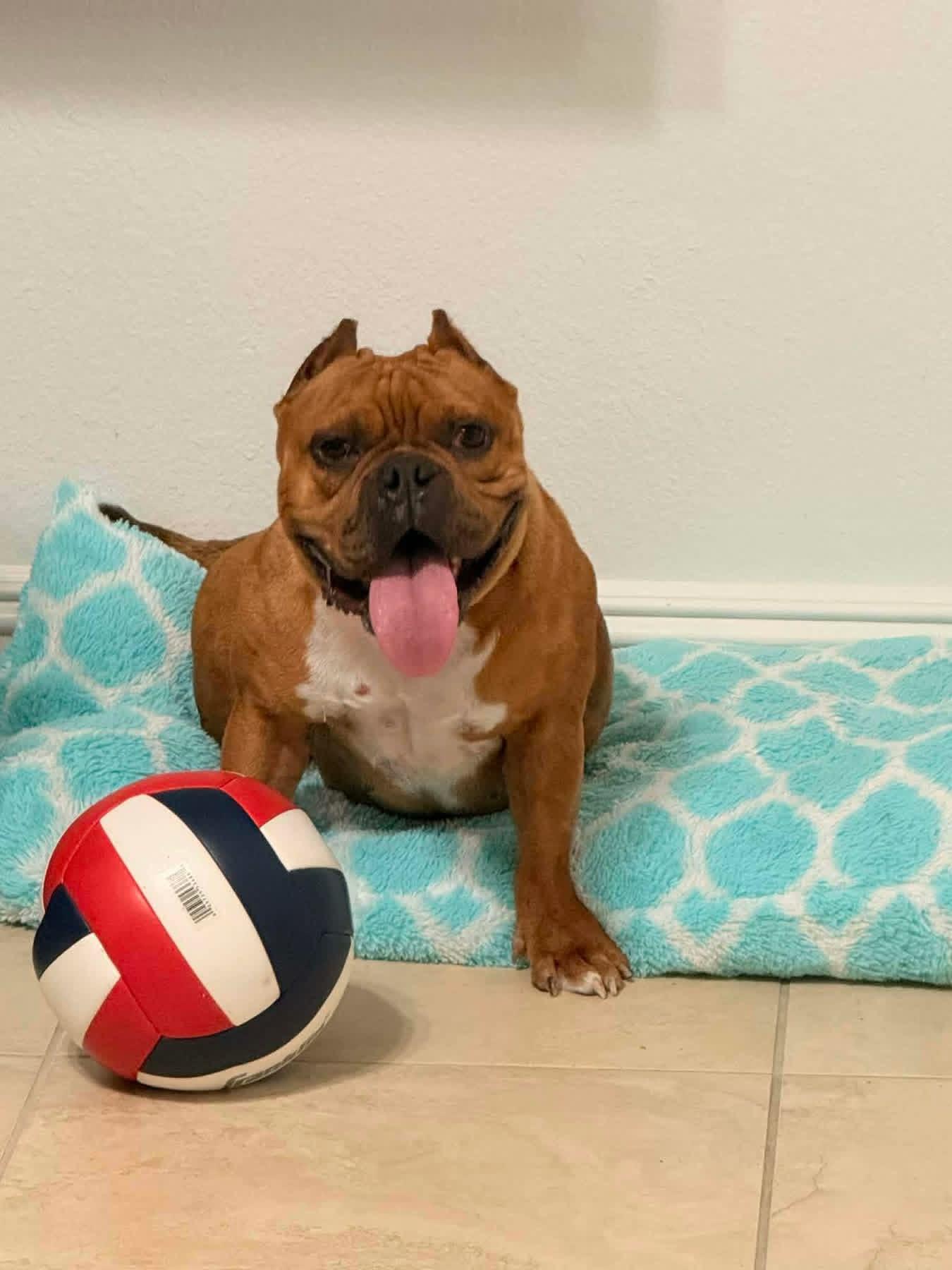 Enlarge Leah, a ADOPTABLE mixed breed in Lutz, FL image 1/1