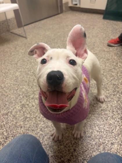 Ginger Spice, Adoptable, Puppy Female Pit Bull Terrier & Mixed Breed.