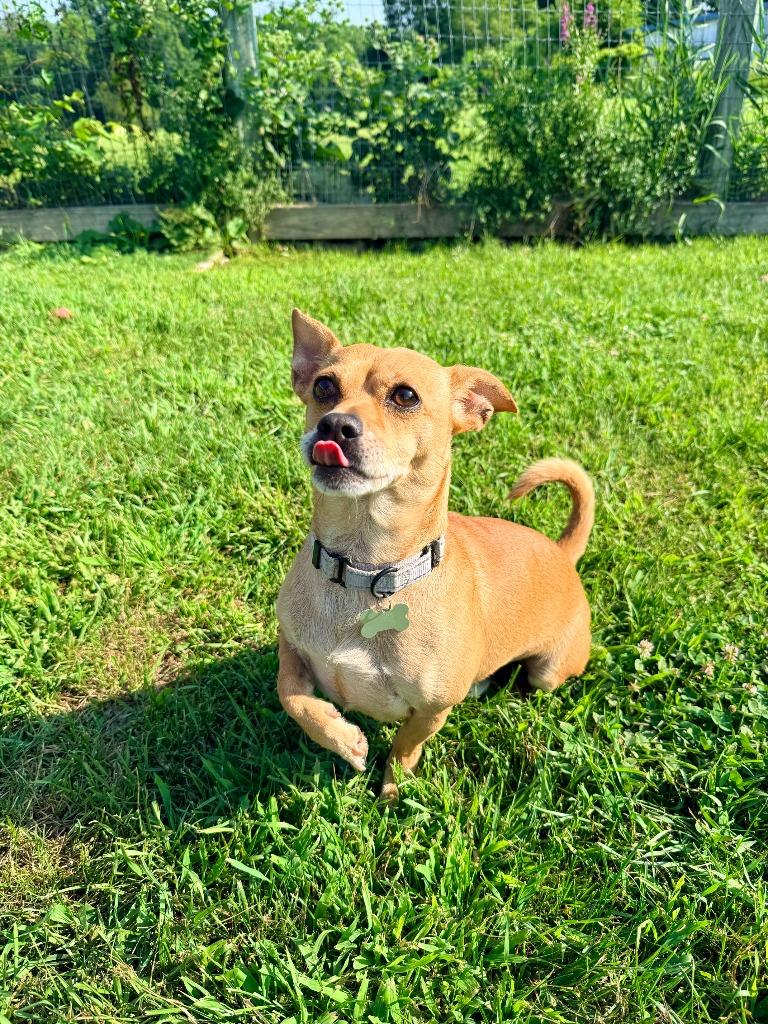 Enlarge Keanu, a Adoptable mixed breed in Hudson, NY image 1/3