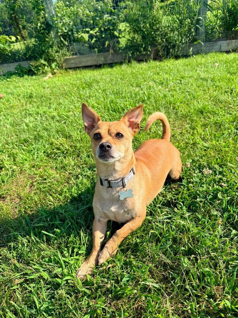 Enlarge Keanu, a Adoptable mixed breed in Hudson, NY image 2/3