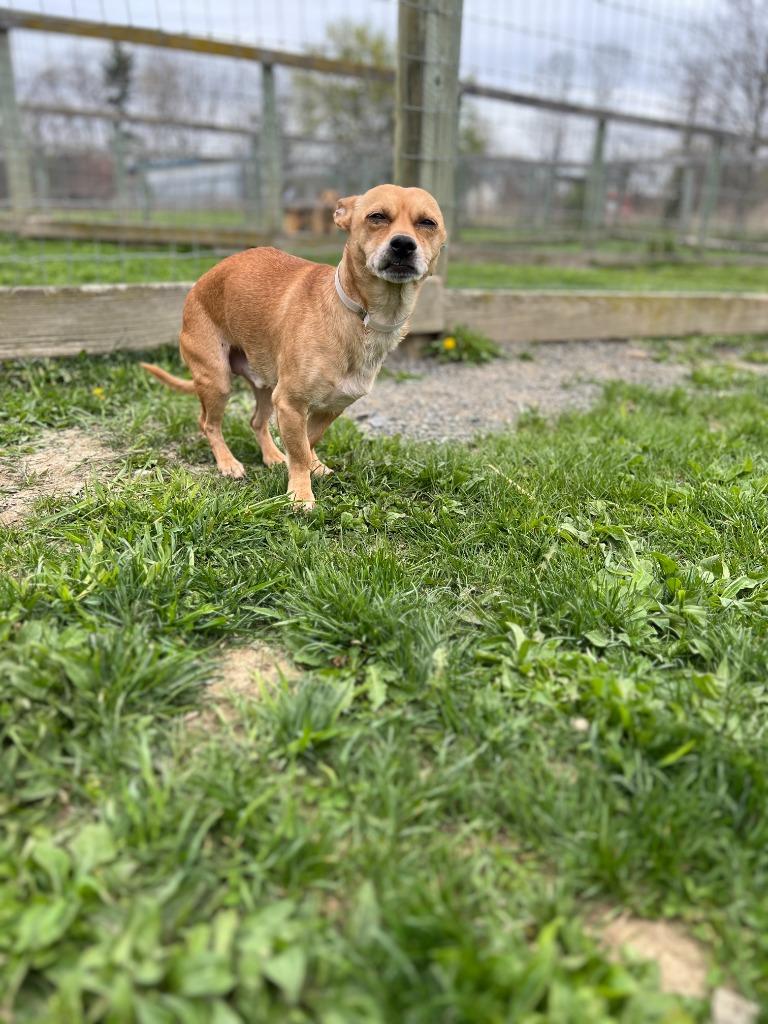 Enlarge Keanu, a Adoptable mixed breed in Hudson, NY image 3/3