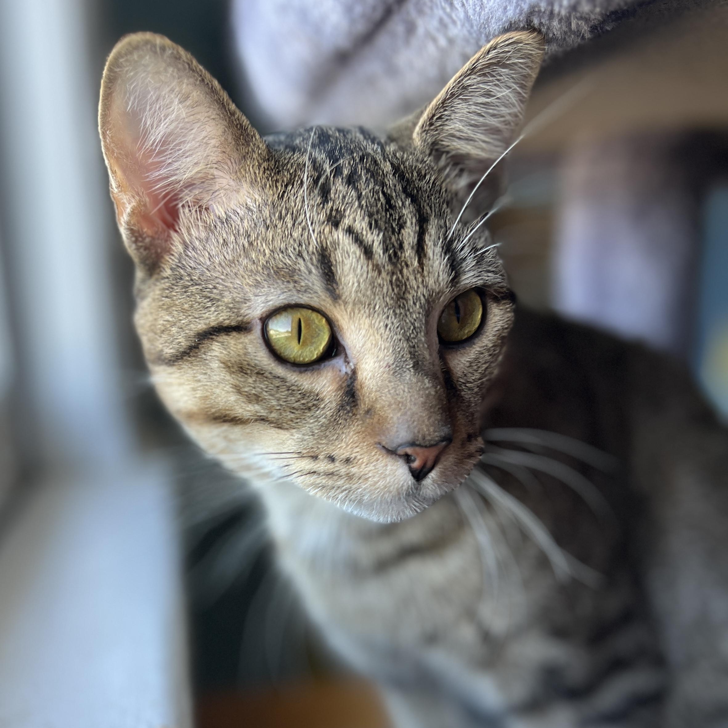 Tahoe, adopted, Young Male Domestic Short Hair.