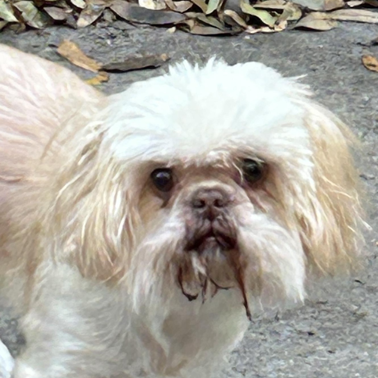 Sheldon, ADOPTABLE, Adult Male Shih Tzu.