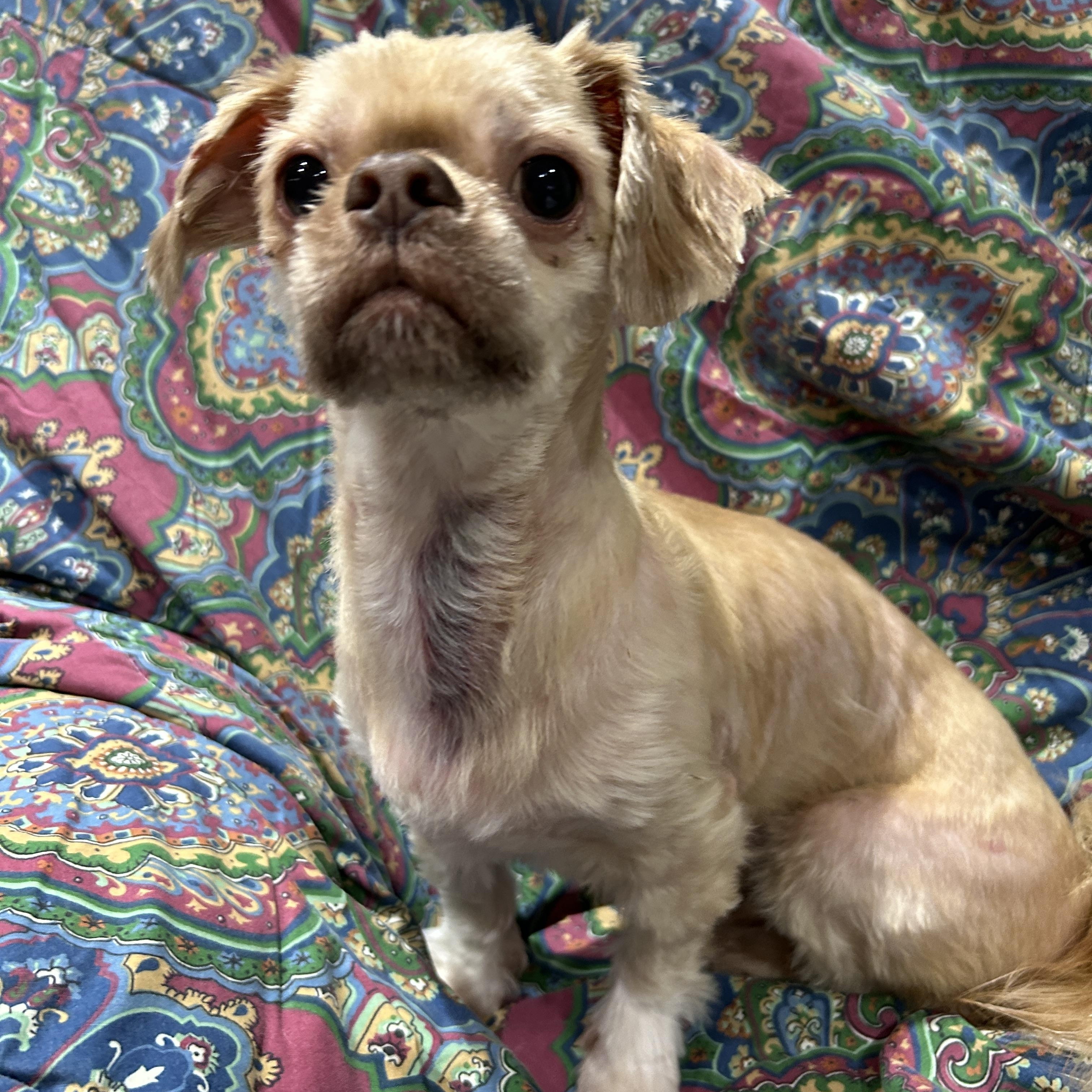 Enlarge Sheldon, a ADOPTABLE Shih Tzu in Sarasota, FL image 2/4