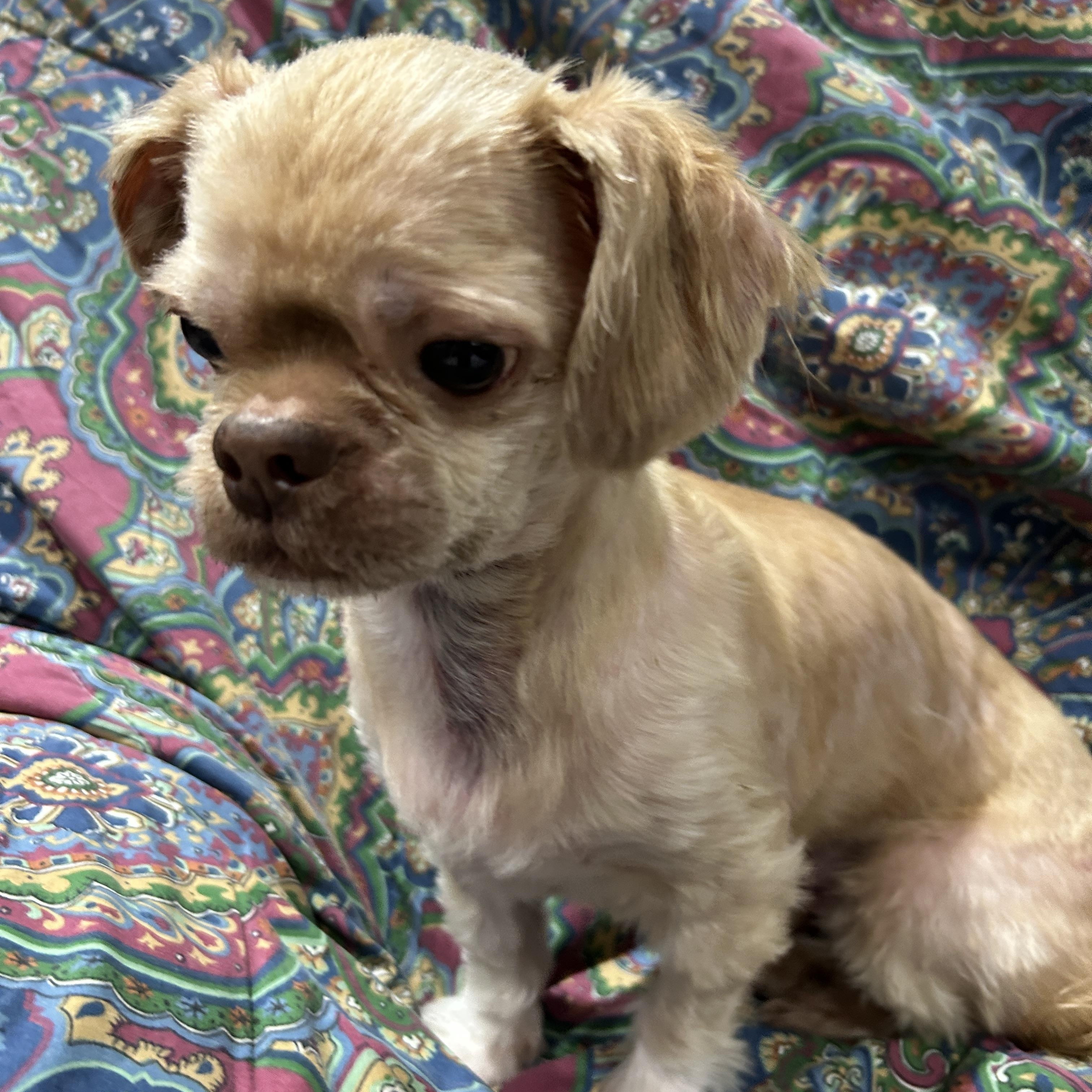 Enlarge Sheldon, a ADOPTABLE Shih Tzu in Sarasota, FL image 4/4