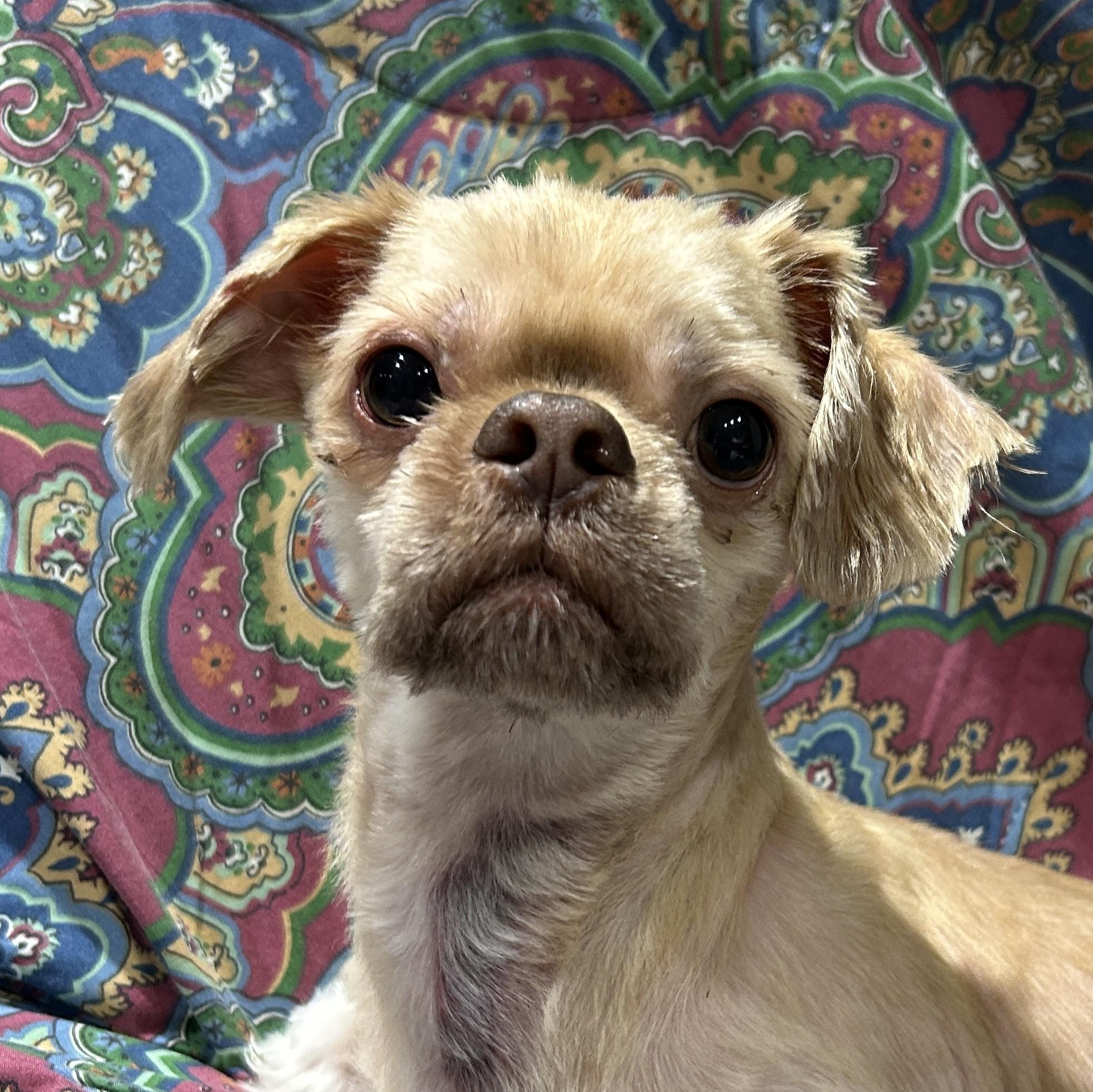 Enlarge Sheldon, a ADOPTABLE Shih Tzu in Sarasota, FL image 3/4